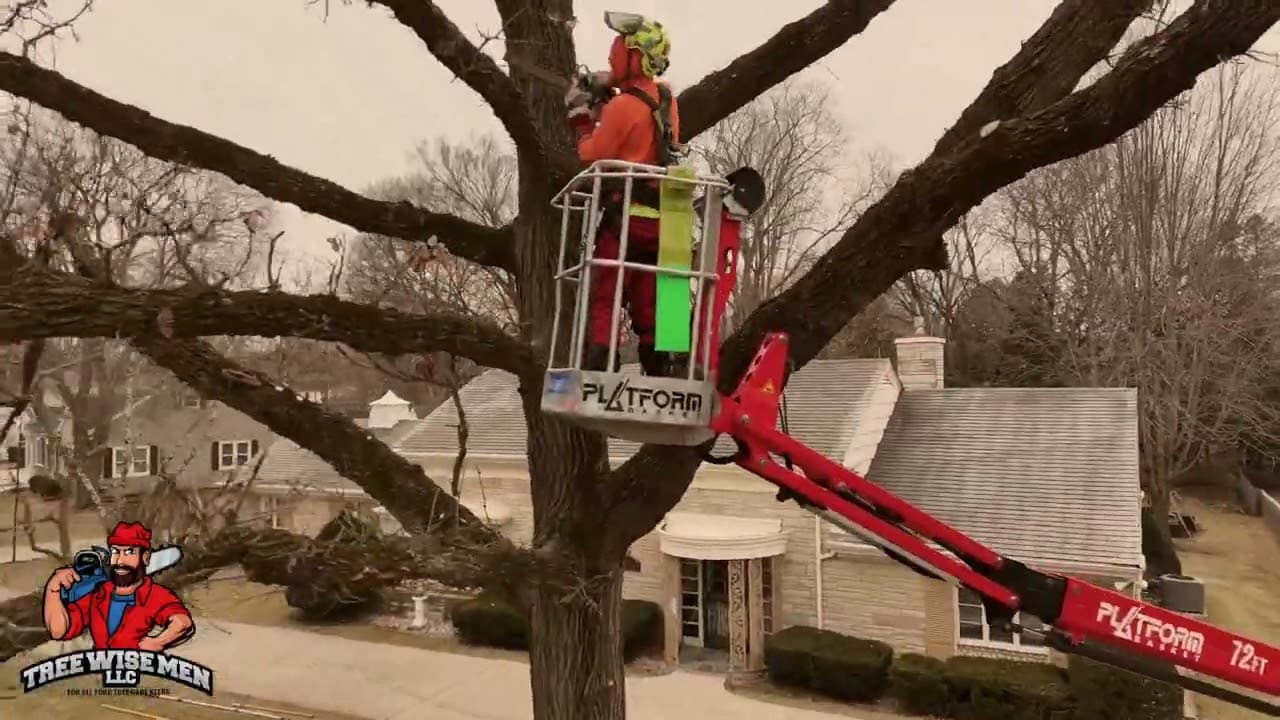 Windy Day Tree Trimming — Spider Lift and Power Drop