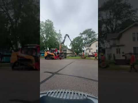 Tree Wise Men LLC vs Black Walnut — Crane Tree Removal