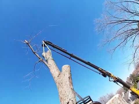 Tree Removal in Edgerton, WI — Tree Wise Men LLC