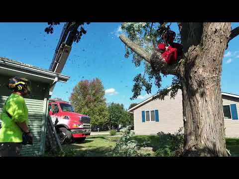 From Canopy To Ground — Large Tree Removal by Tree Wise Men