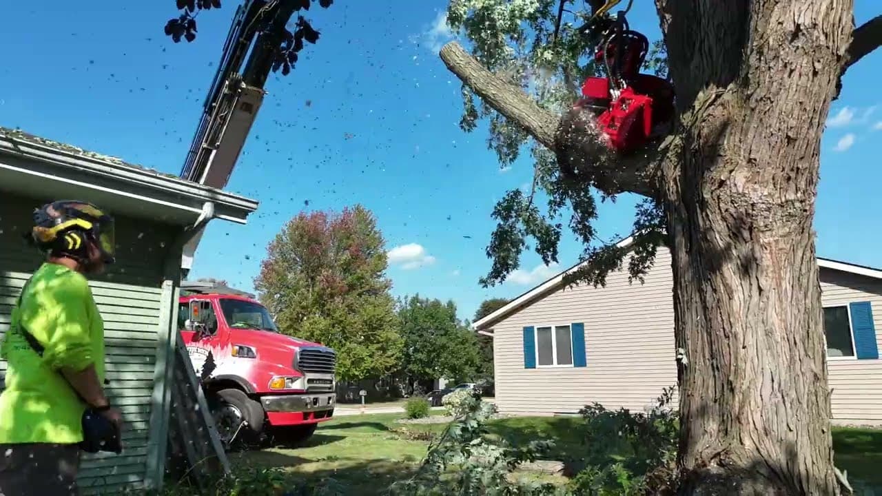 From Canopy To Ground — Large Tree Removal by Tree Wise Men