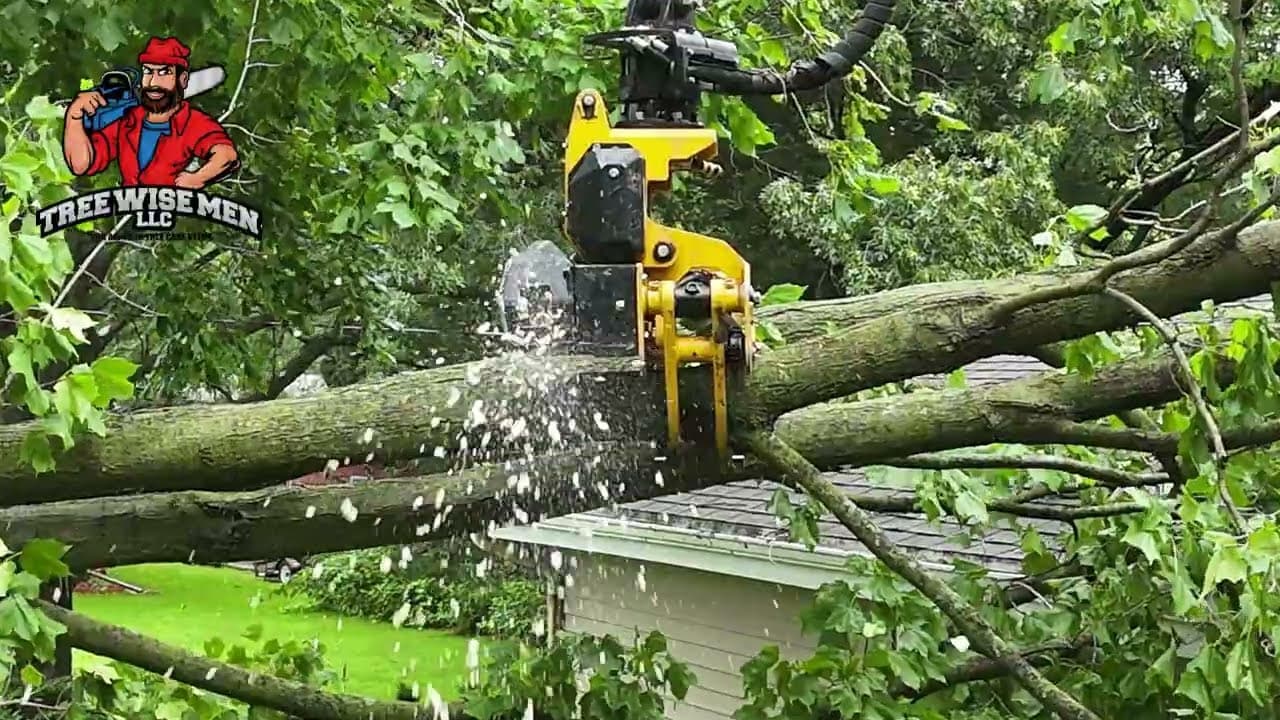 Safe Tree Removal From a Home After Storm — Tree Wise Men