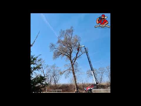 Crane-Assisted Tree Removal — Tree Wise Men LLC