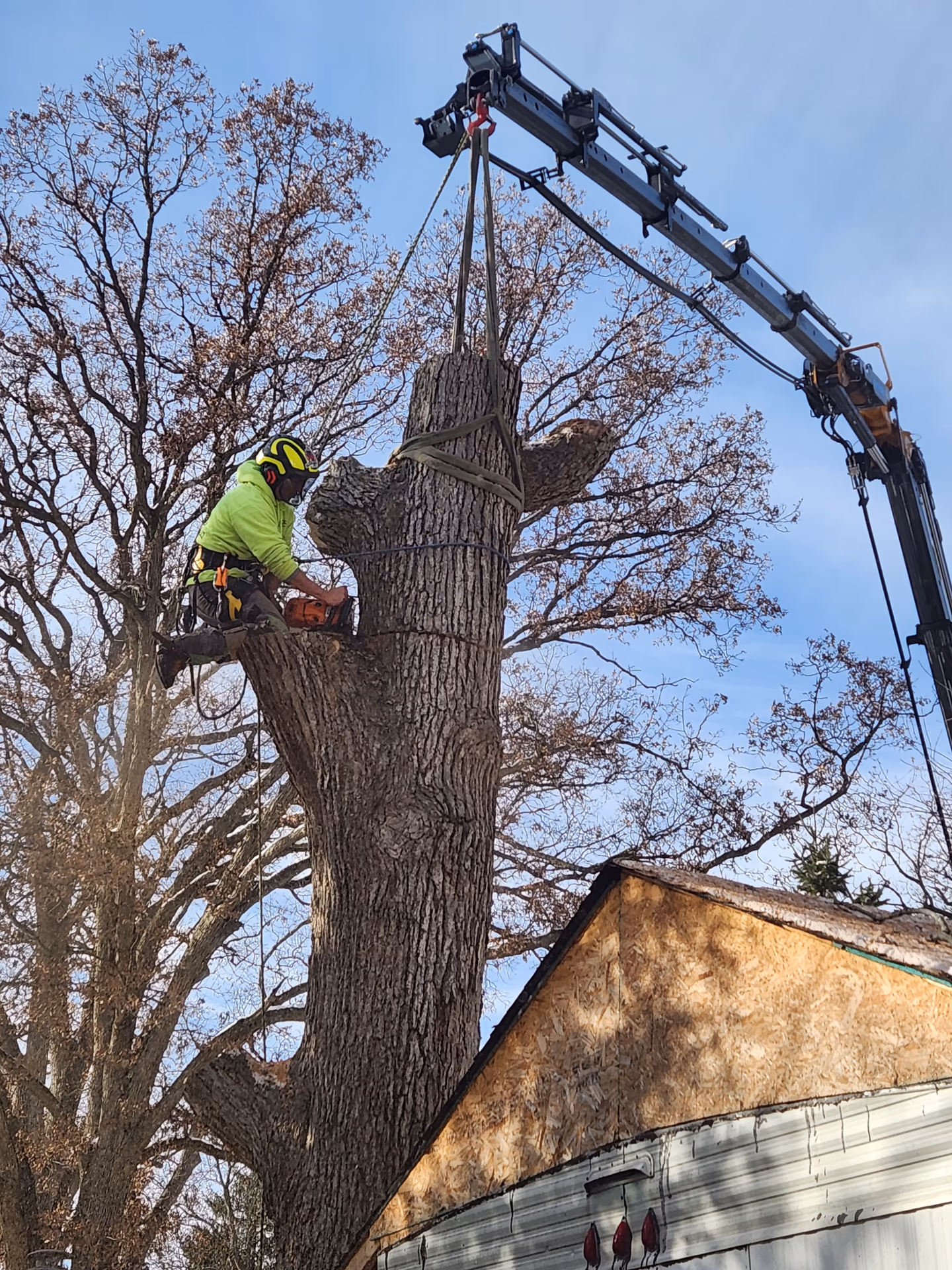 Arborist making a chainsaw cut on a maple trunk section