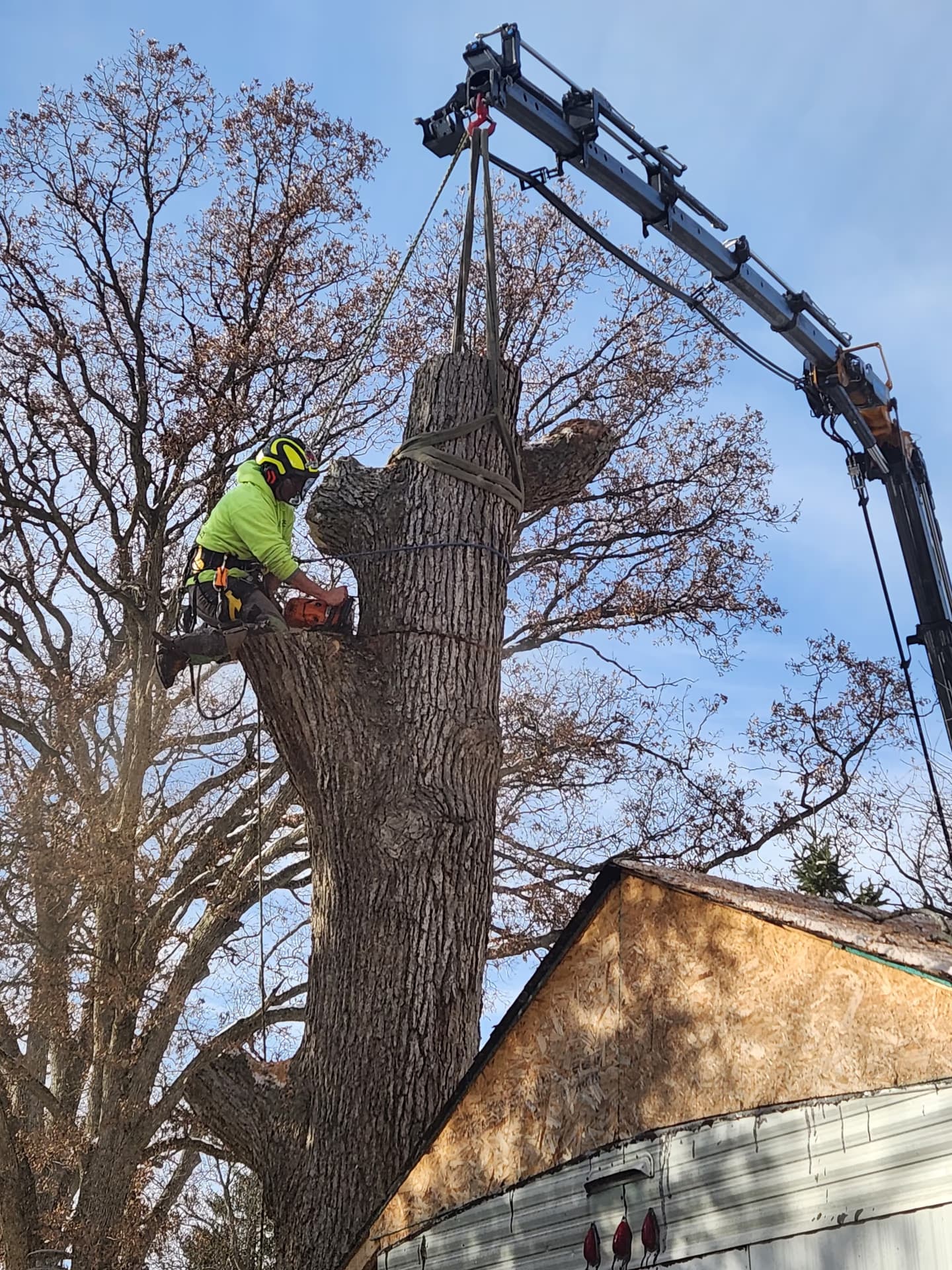 Arborist making a chainsaw cut on a maple trunk section