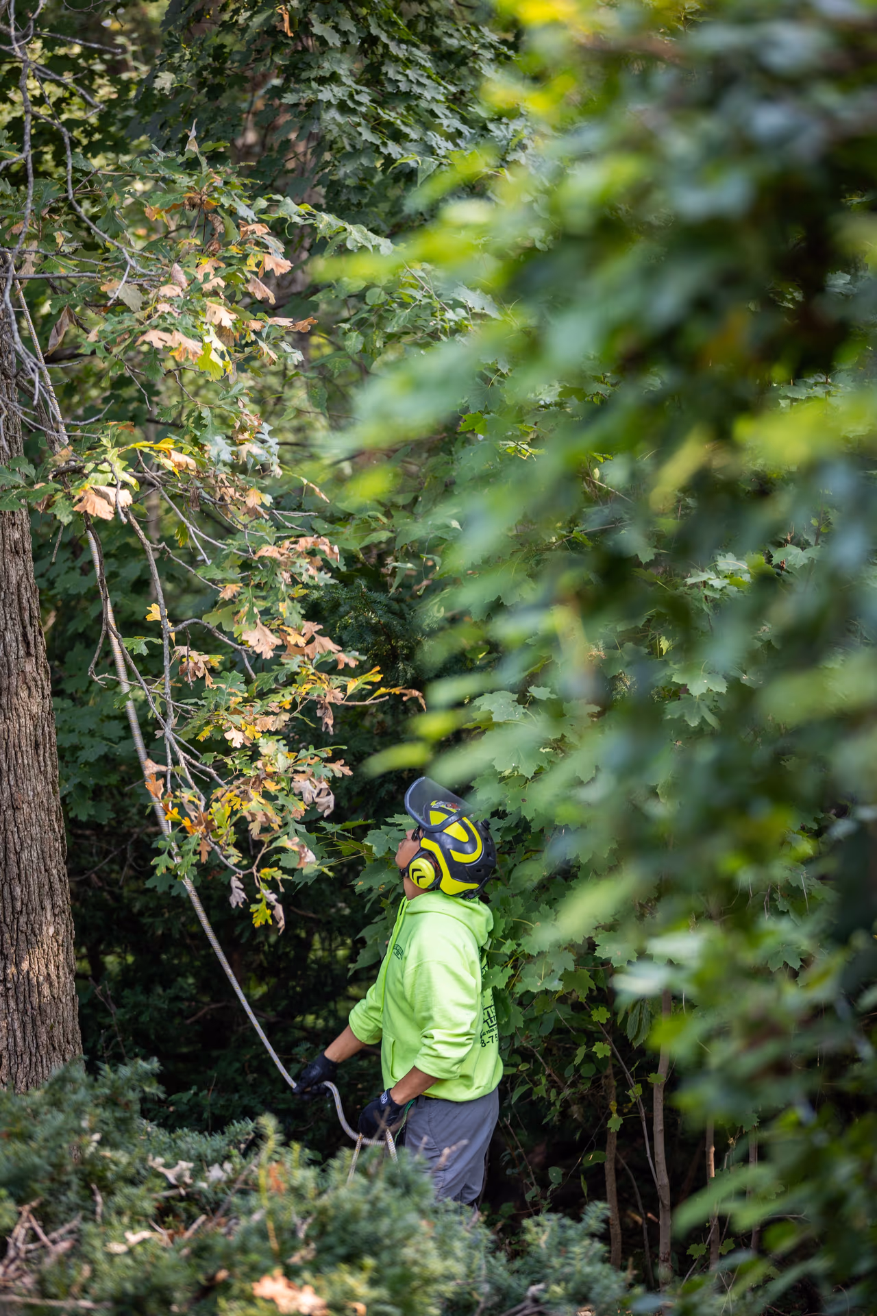 ISA Certified Arborist climbing into a tree canopy to prune in Janesville, Wisconsin