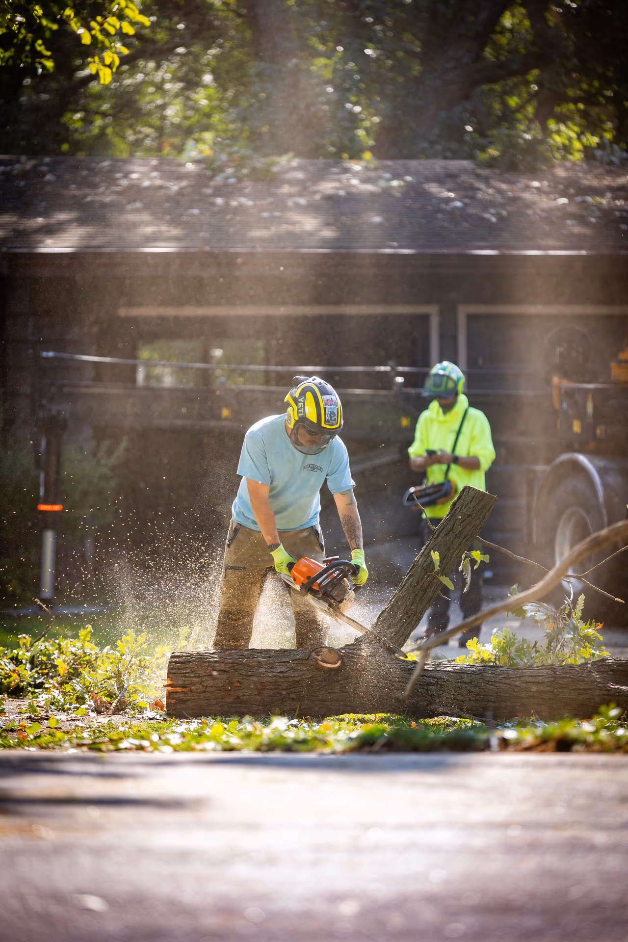 ISA Certified Arborist bucking a log with a chainsaw after a removal