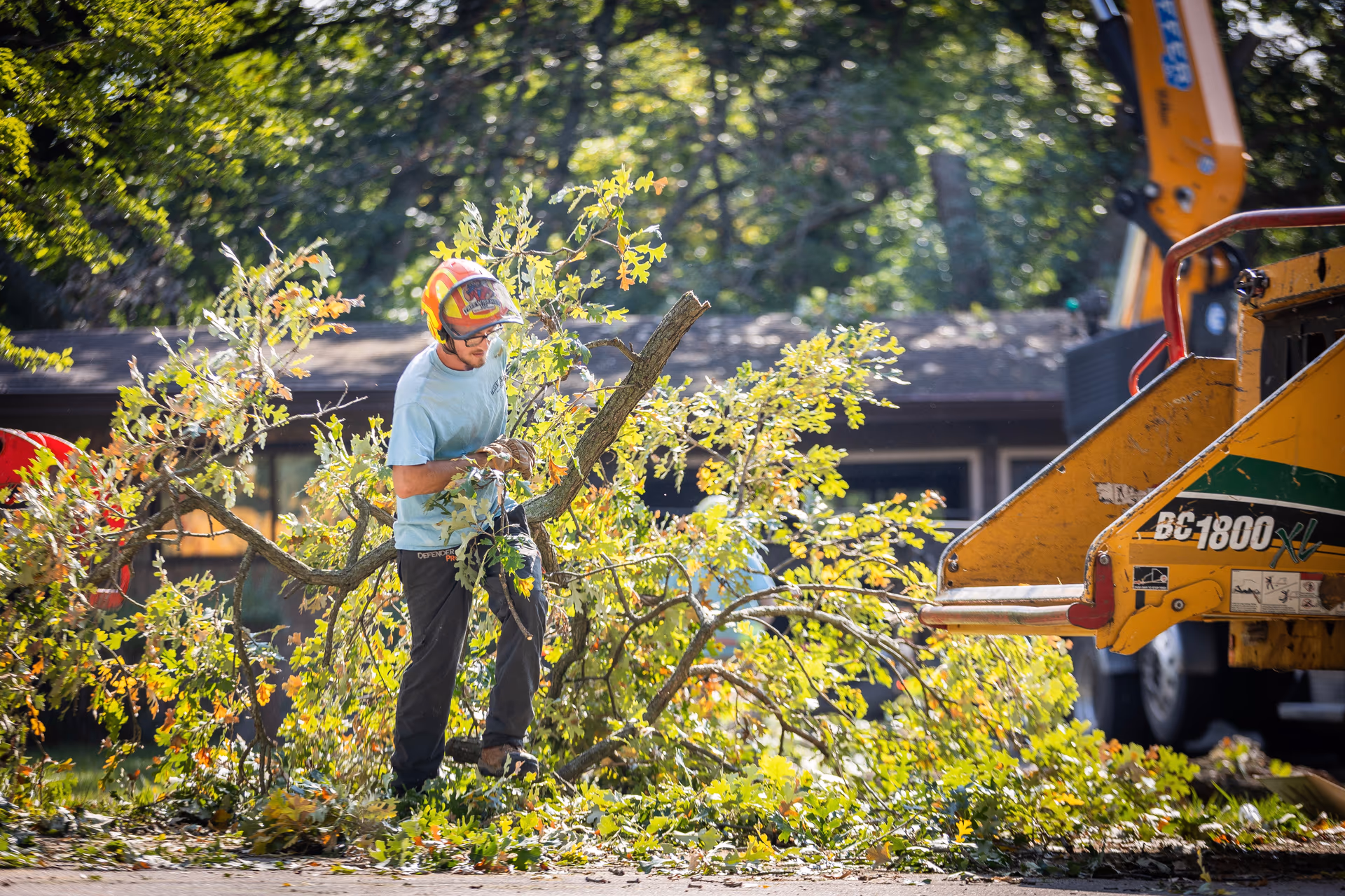 Arborist dragging cut limbs to the chipper on a historic-district lot