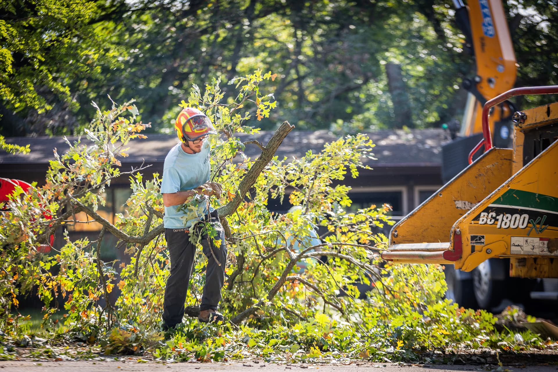Arborist dragging cut limbs to the chipper on a historic-district lot