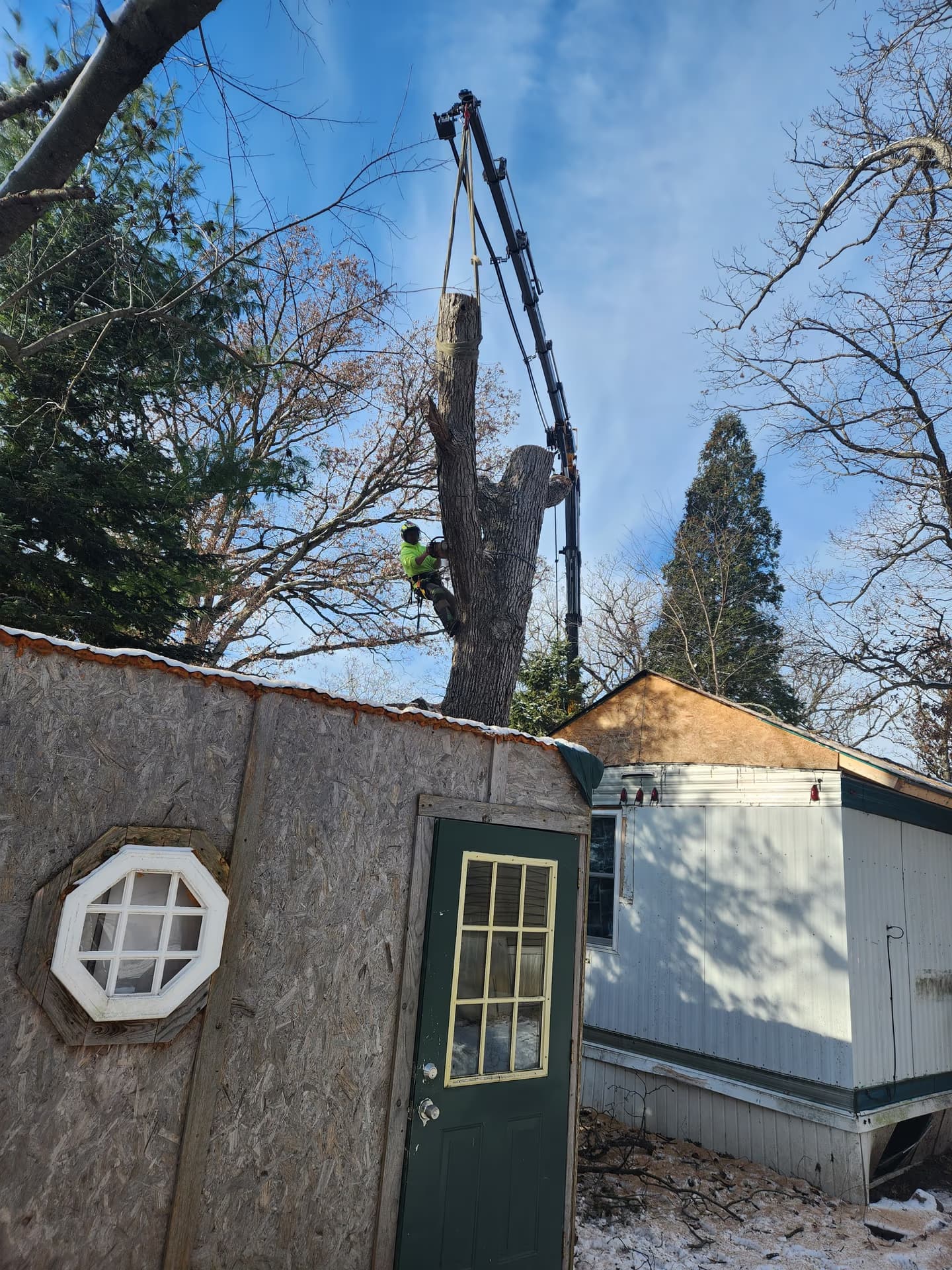 Climber removing a storm-damaged dead oak in Southern Wisconsin