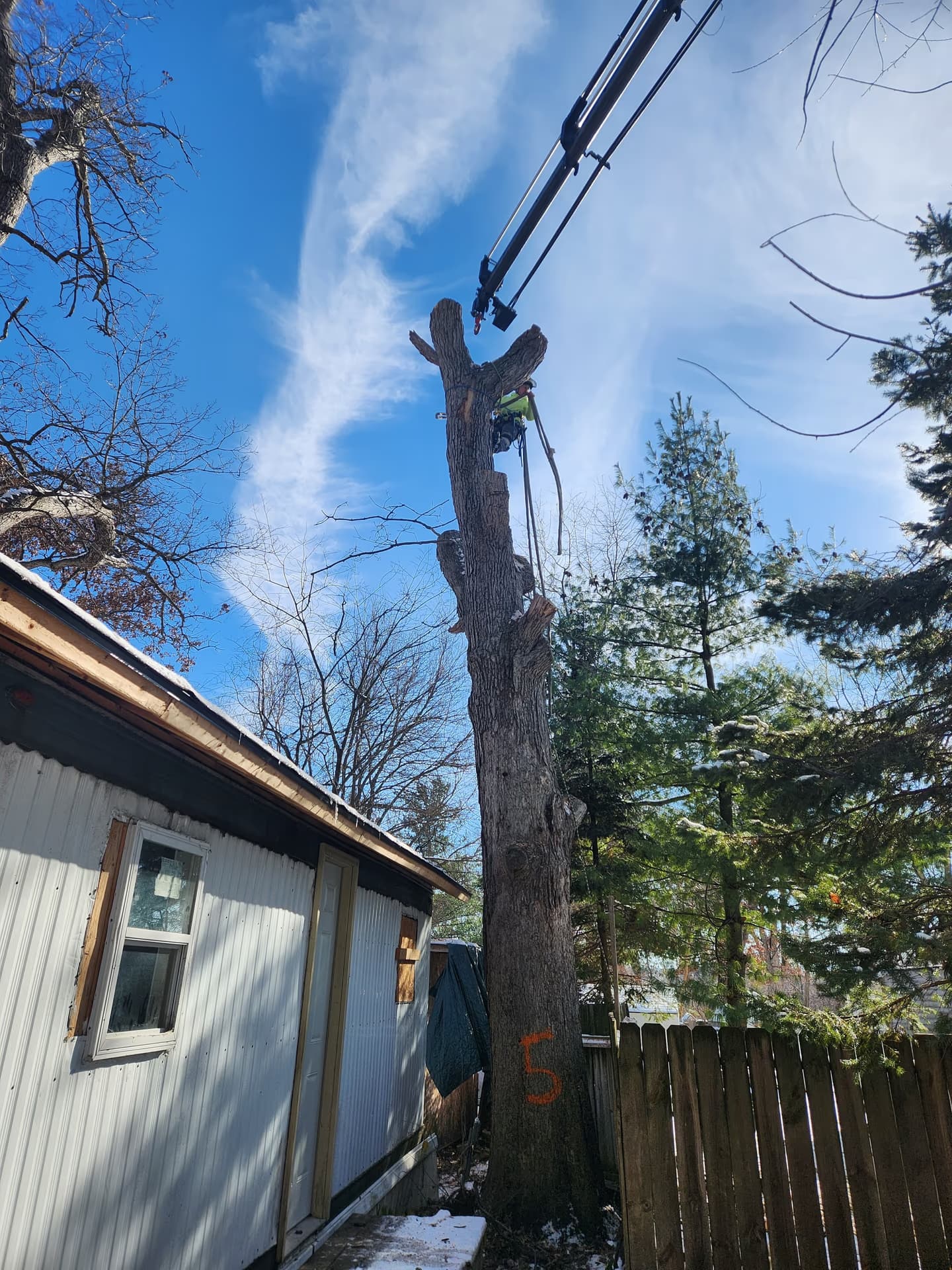 Climber topping a hazardous dead oak with crane assistance