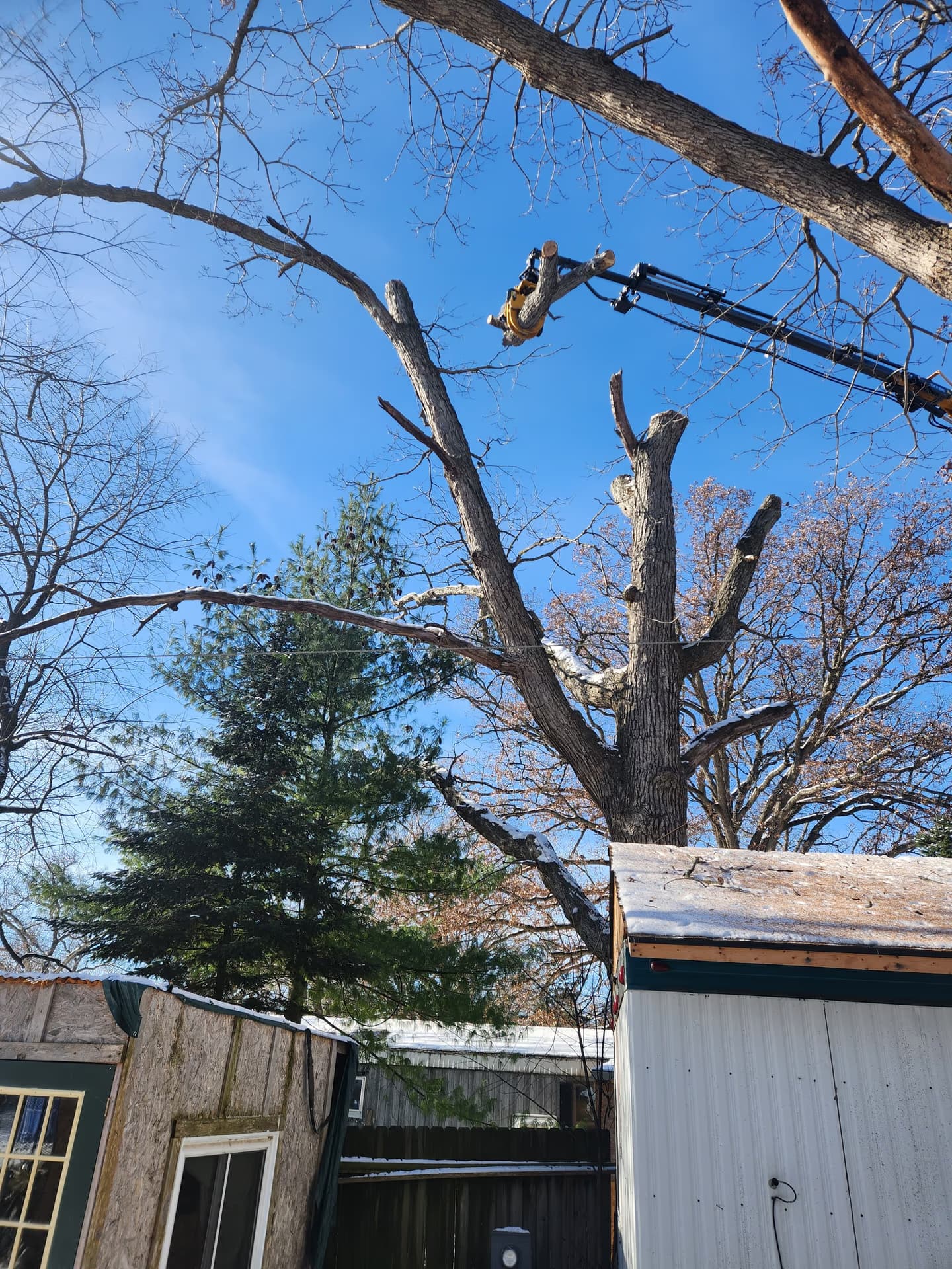 Crane dismantling a storm-damaged oak in sections in Janesville, Wisconsin