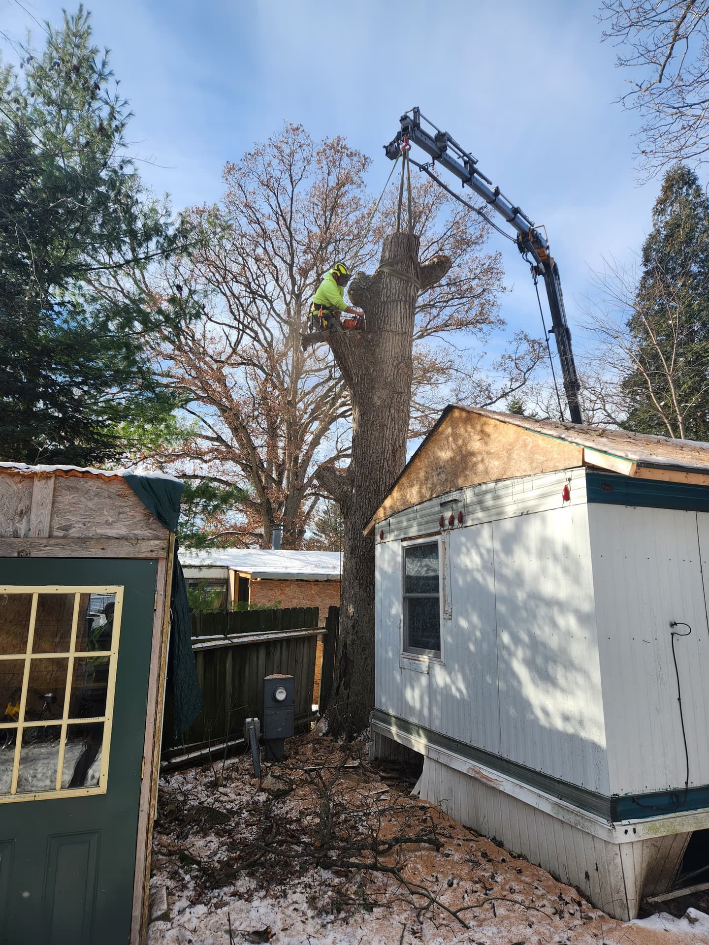 Does Homeowners Insurance Cover Tree Removal? A Wisconsin Guide