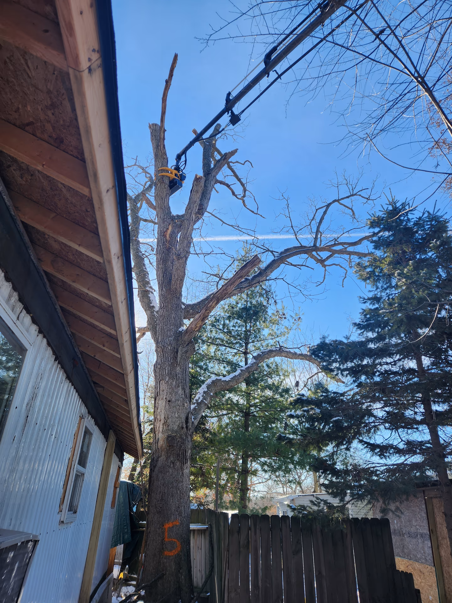 Dead oak overhanging a roof, documented for a homeowners insurance claim