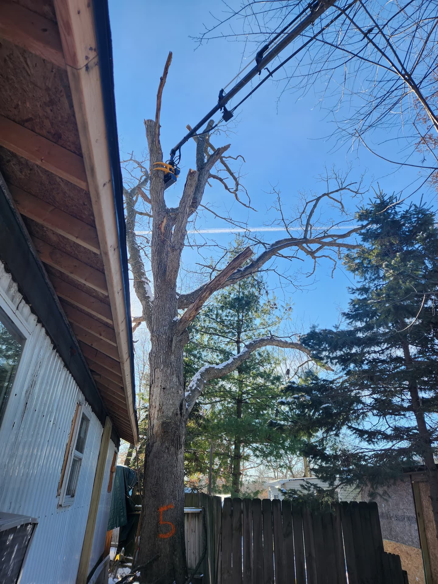 Dead oak overhanging a roof, documented for a homeowners insurance claim