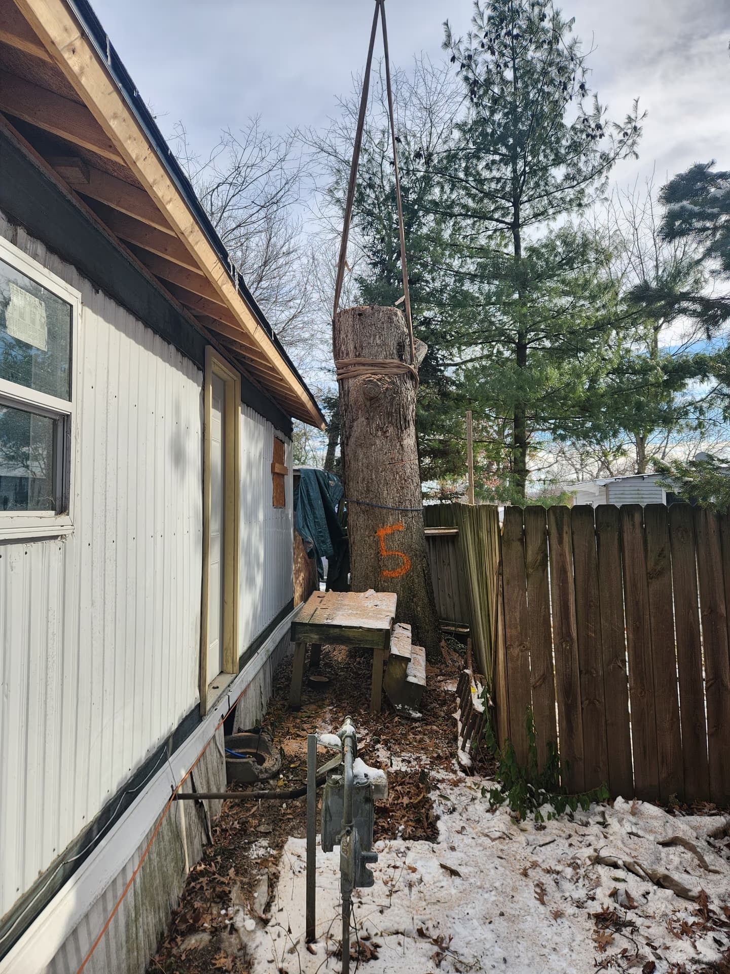 Dead oak trunk showing advanced decline before removal