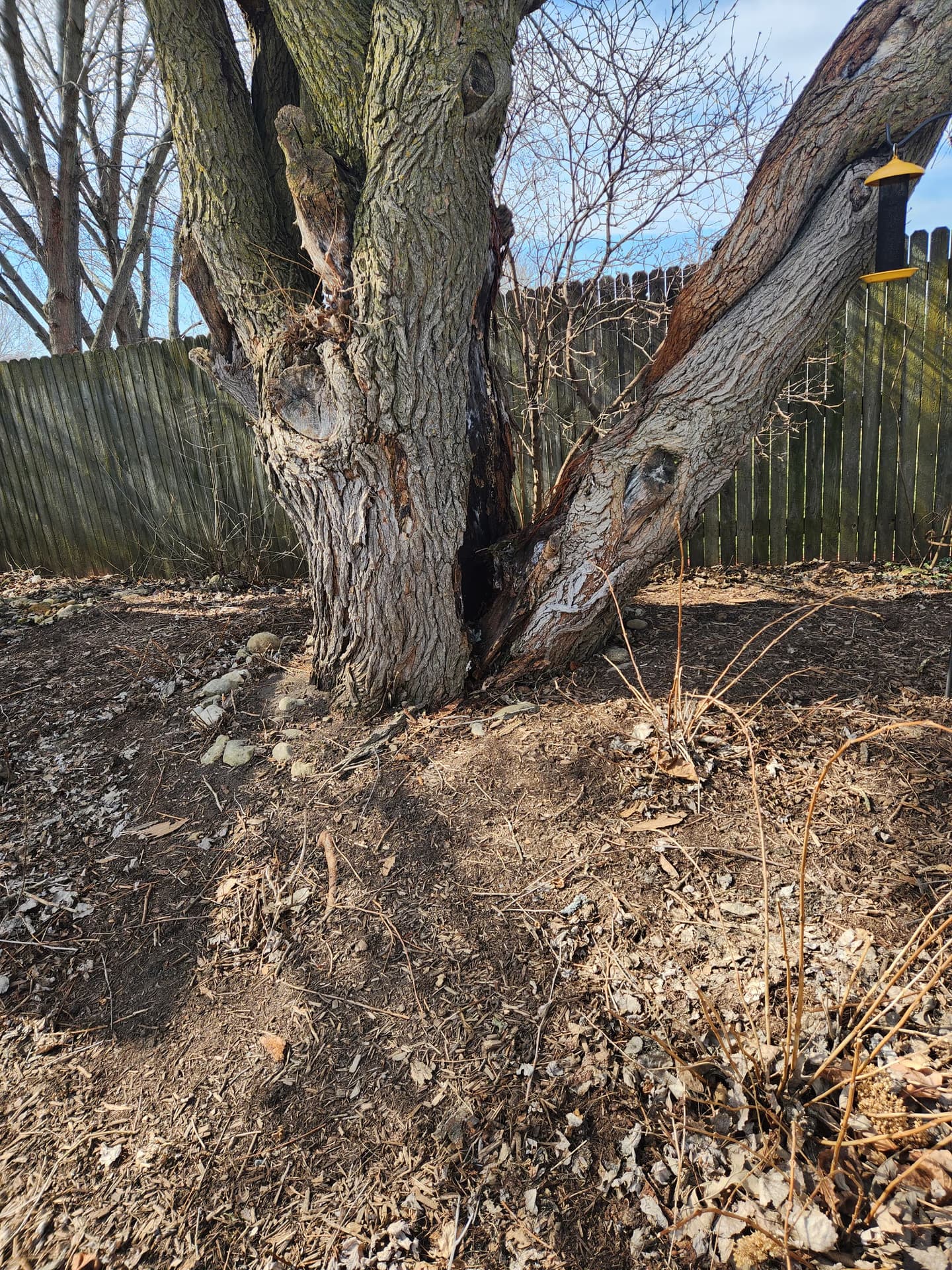 How to Tell If a Tree Is Dying: 7 Signs Every Wisconsin Homeowner Should Know