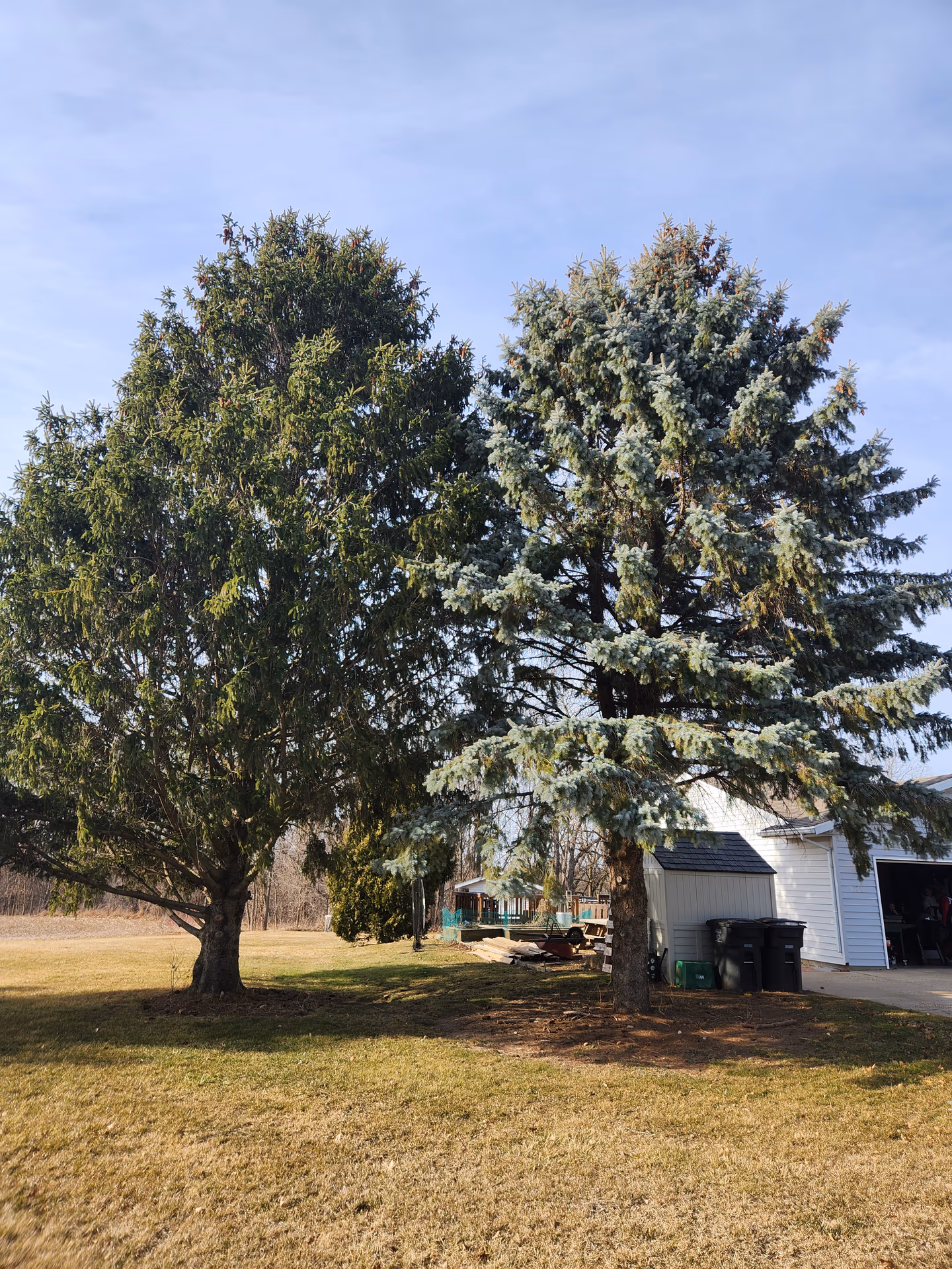 Mature trees preserved on a Southern Wisconsin property after selective removal
