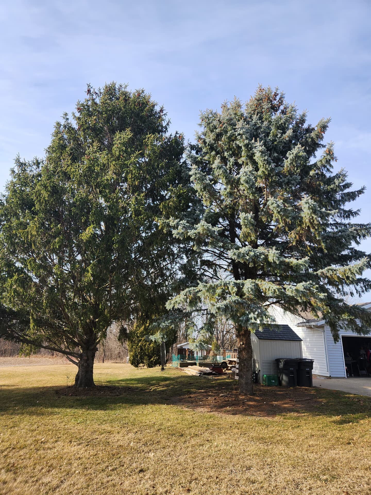 Mature trees preserved on a Southern Wisconsin property after selective removal