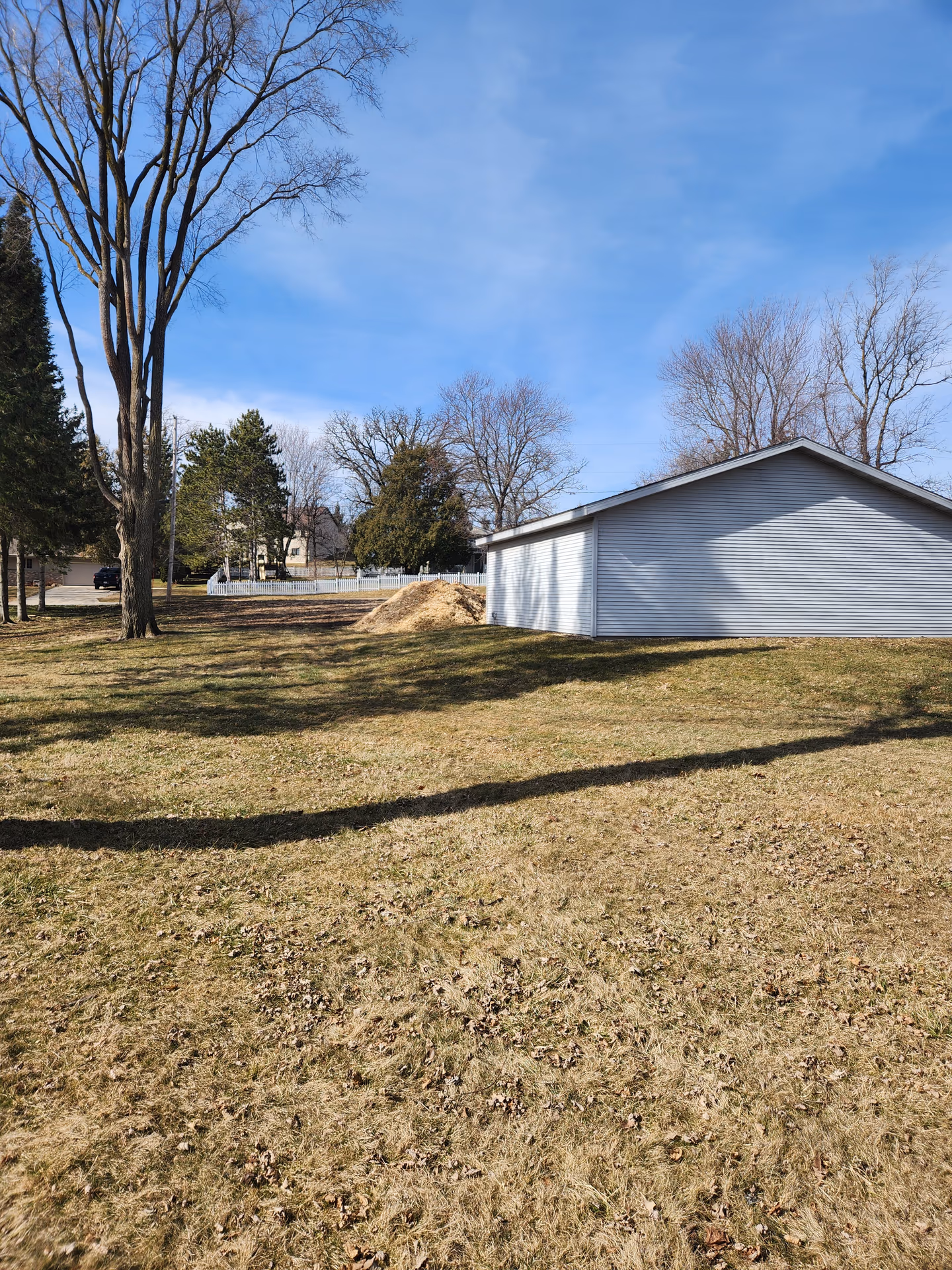 Row of mature evergreens on a Southern Wisconsin property