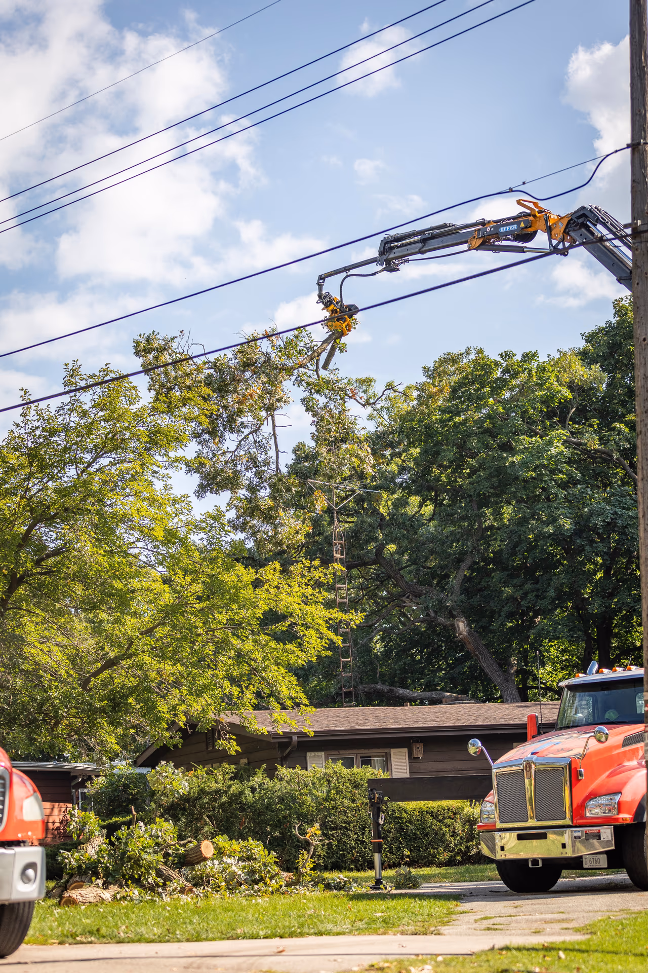 Grapple saw boom reaching into a tree canopy for crown reduction