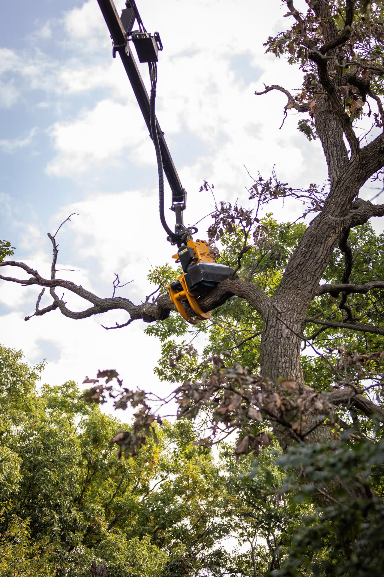 Grapple saw removing a dead limb from a mature tree canopy