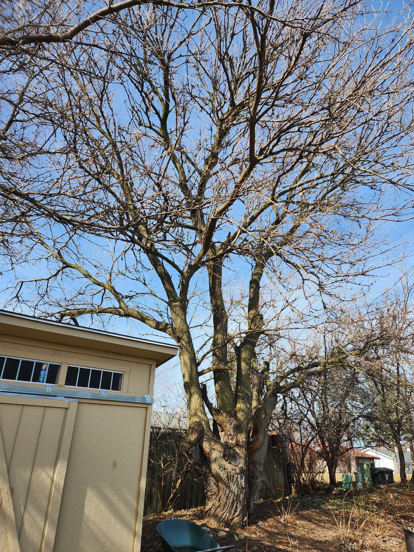 Arborist assessing a multi-stem tree on a Southern Wisconsin property
