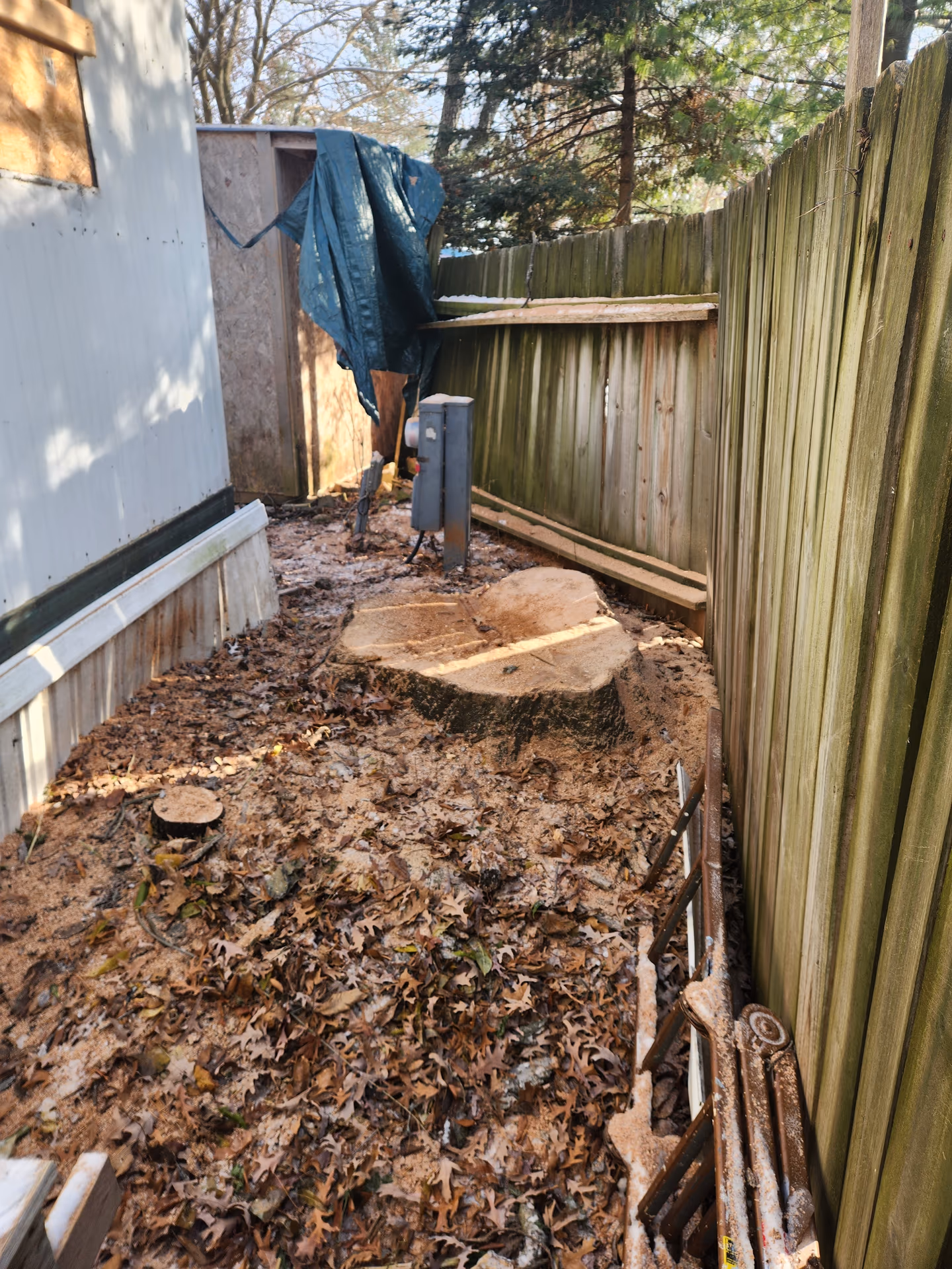 Stump remaining after a hazardous oak removal, ready for grinding