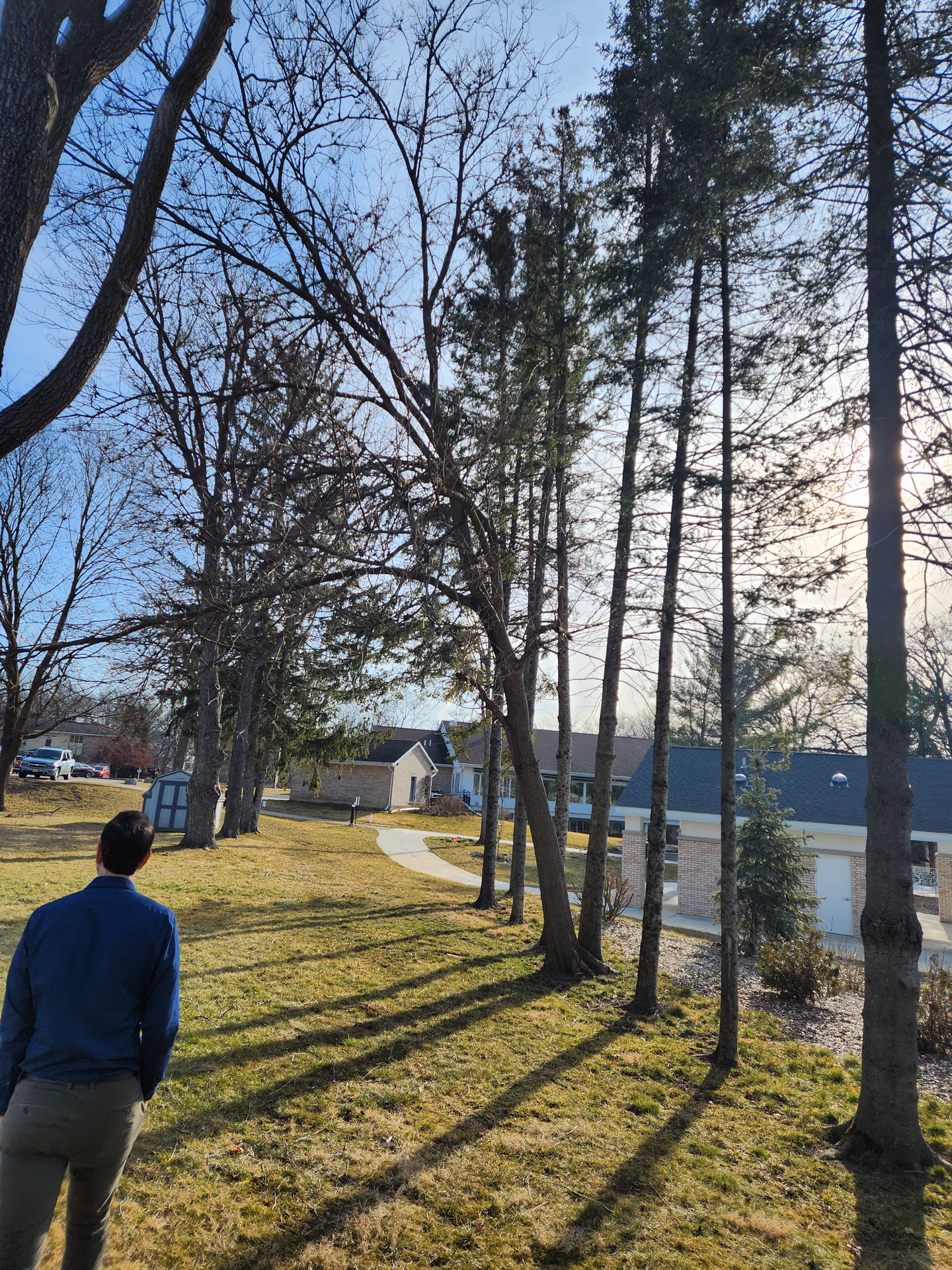 Terrace tree removal on a residential street in Milton, Wisconsin