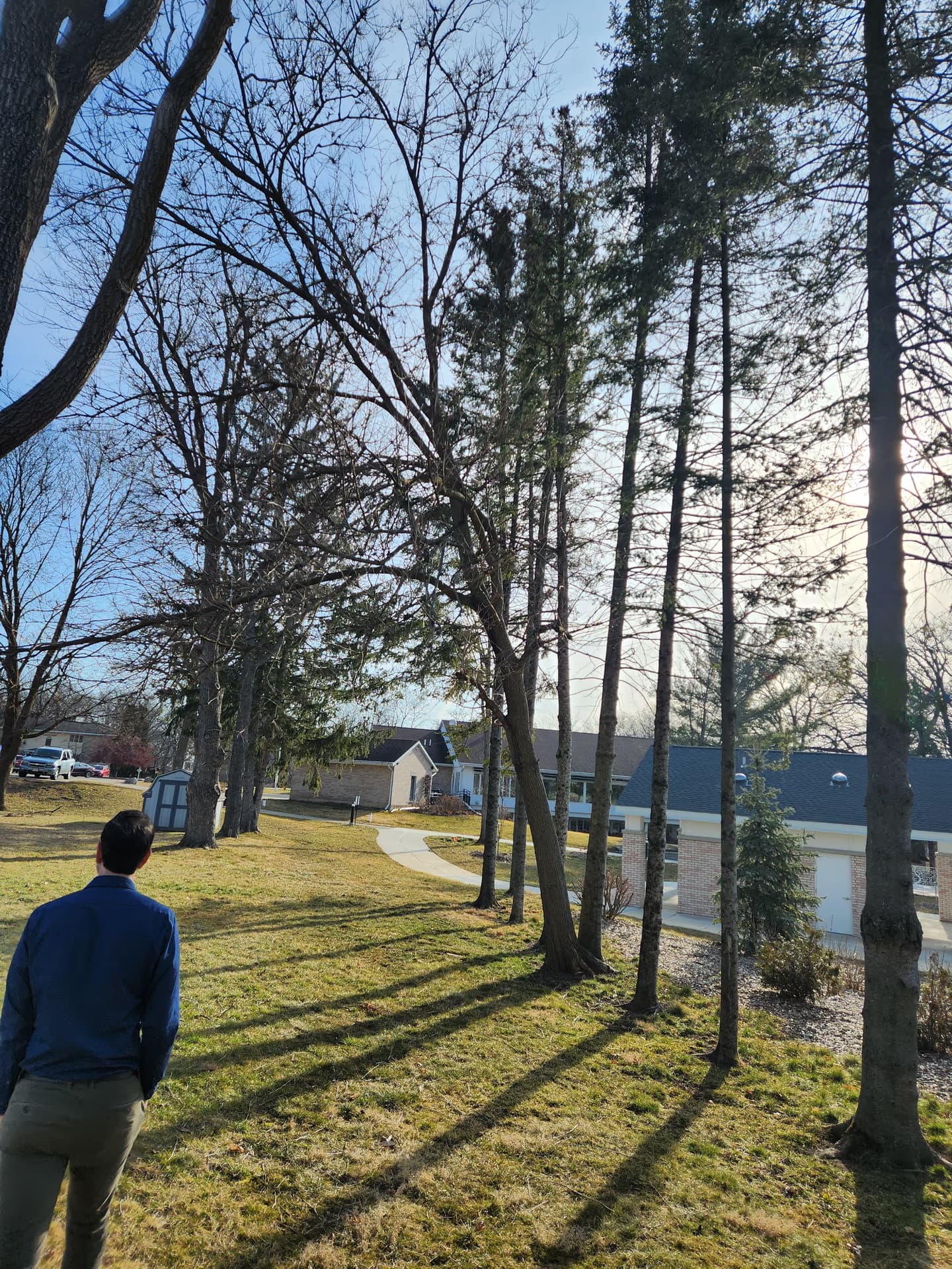 Terrace tree removal on a residential street in Milton, Wisconsin