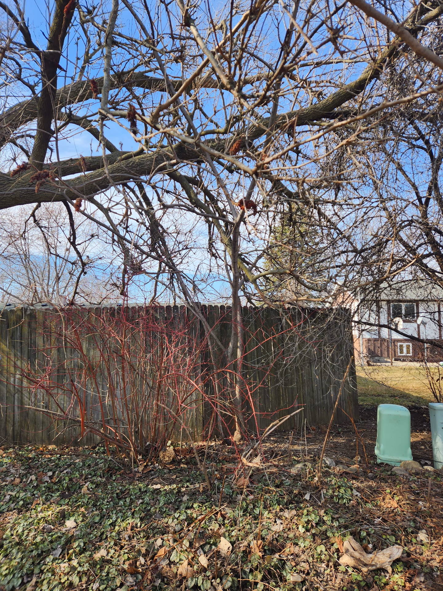 Canopy Crossing a Property Line — Milton