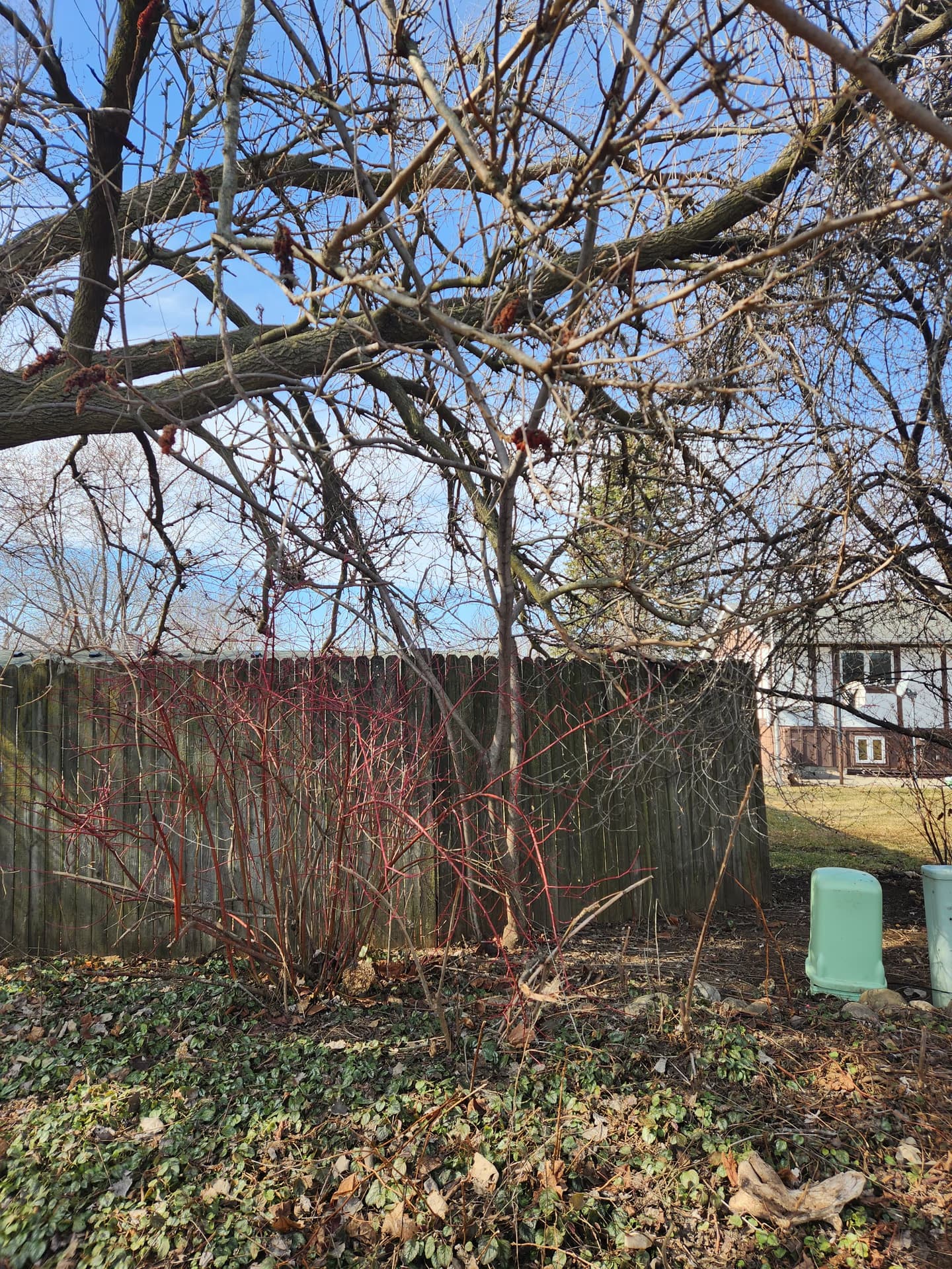 My Neighbor's Tree Fell on My Property — Who Pays? (Wisconsin)