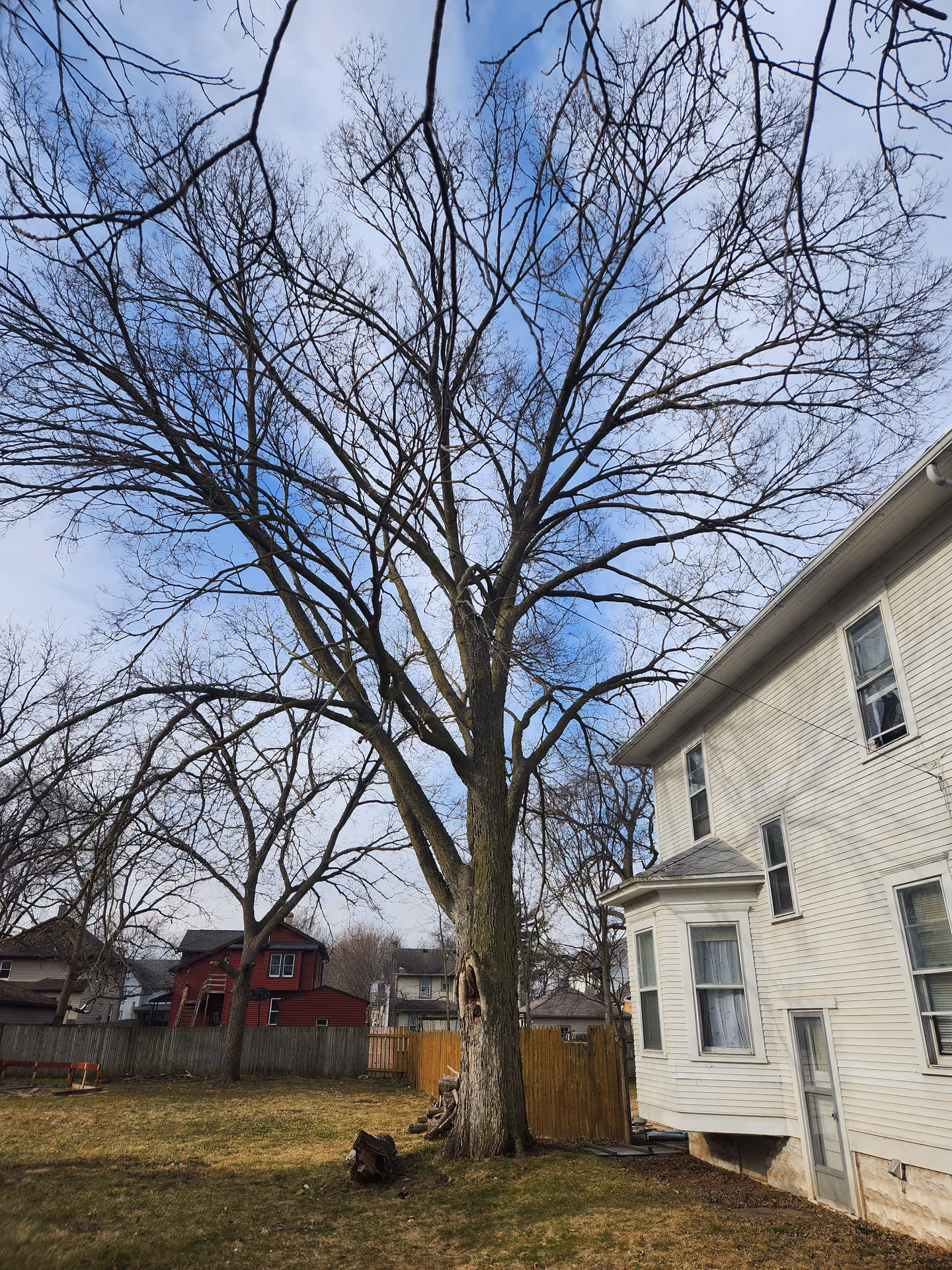 Large tree beside a home on South Jackson Street in Janesville, Wisconsin before removal