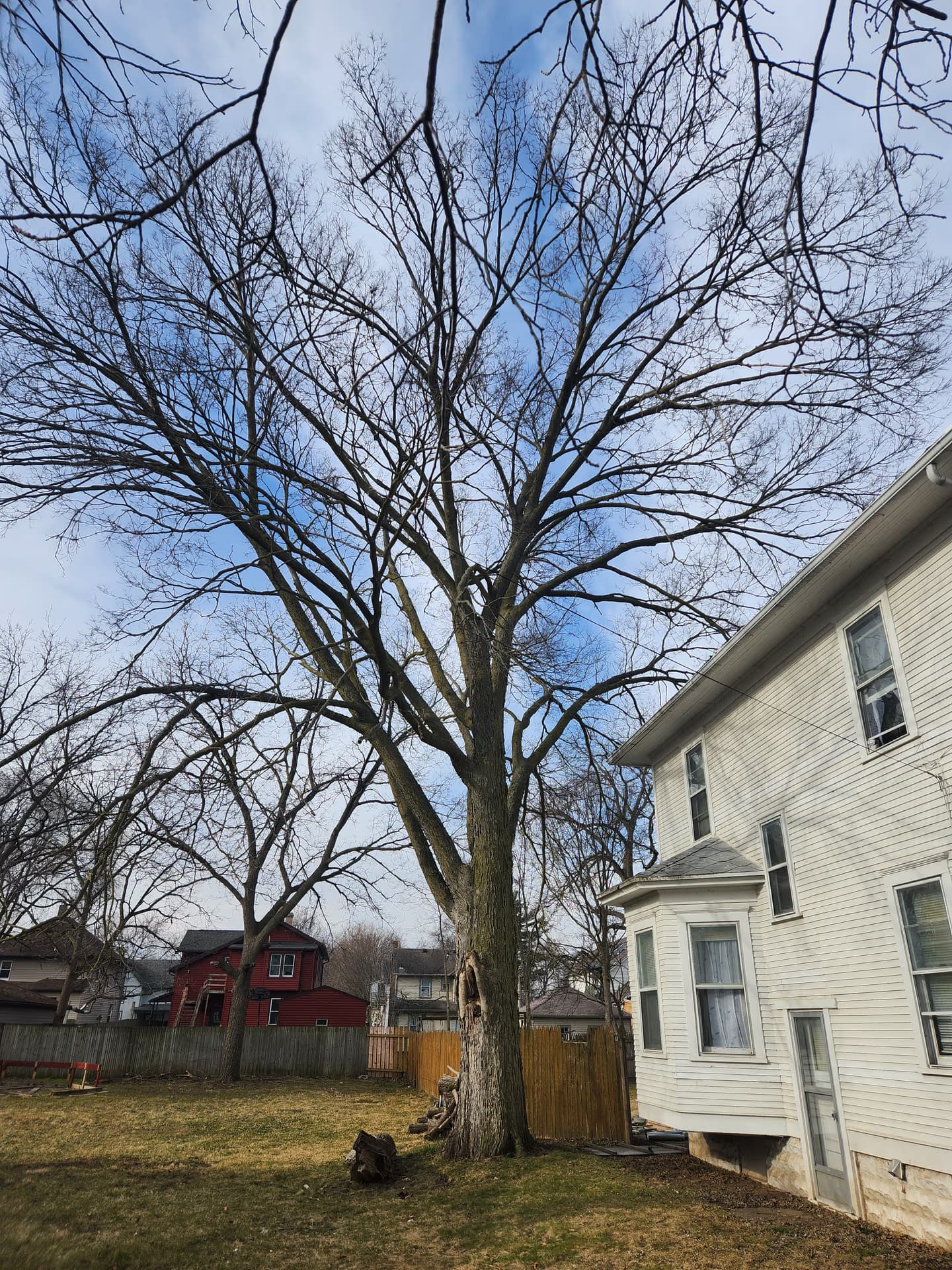 Large tree beside a home on South Jackson Street in Janesville, Wisconsin before removal