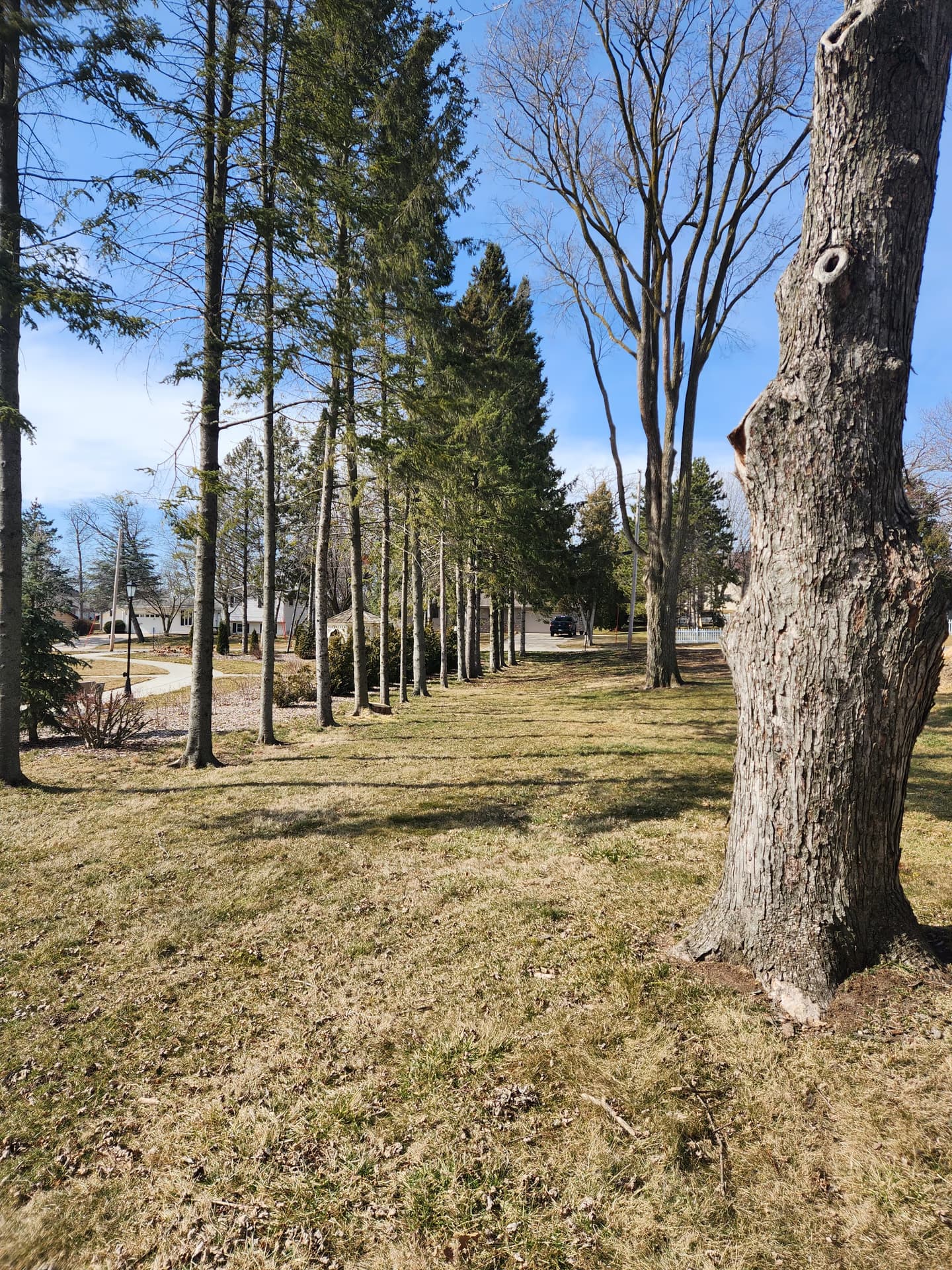 Yard Cleared After Removal — Milton
