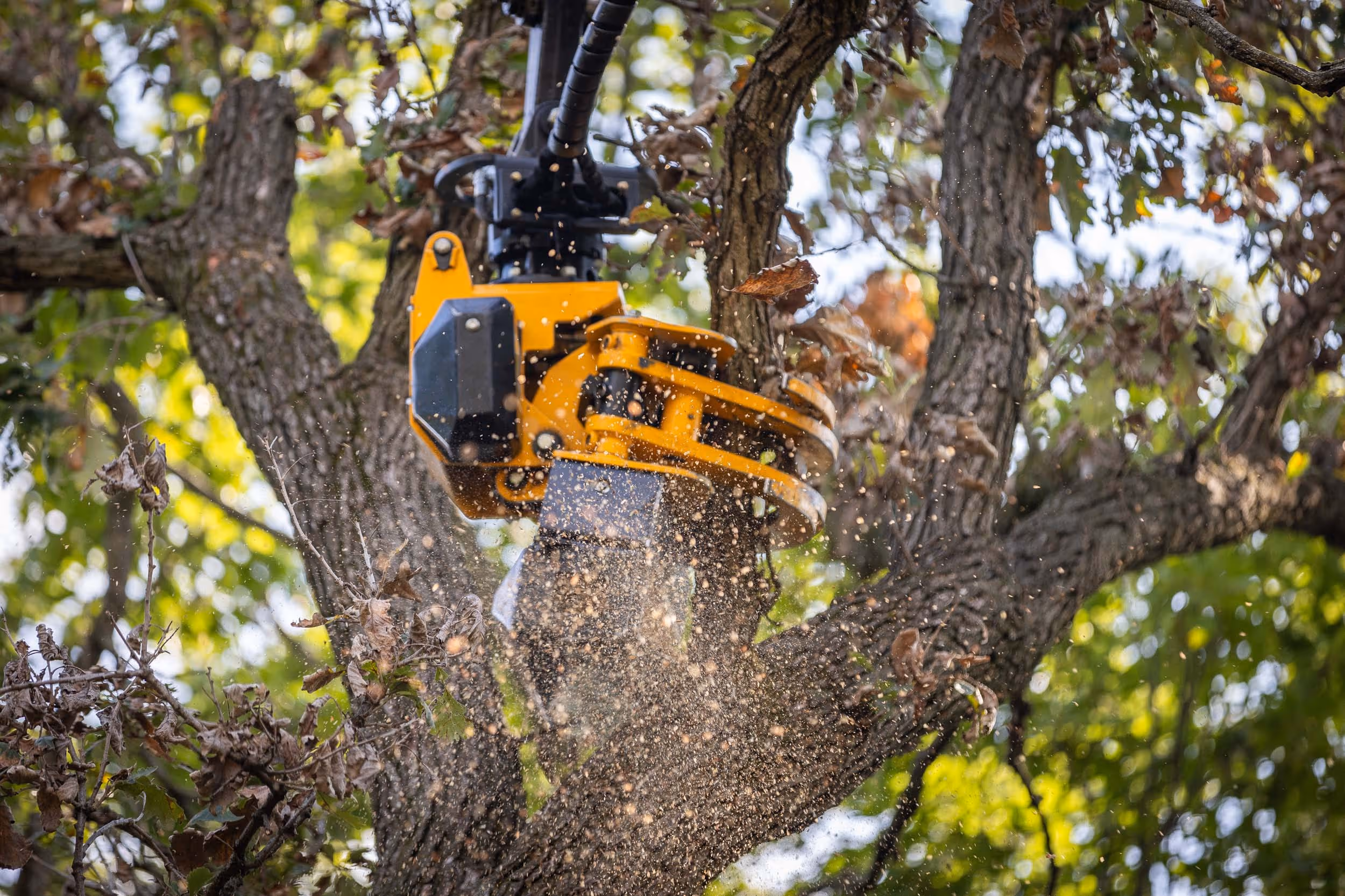 Commercial stump grinder removing tree stump in Janesville