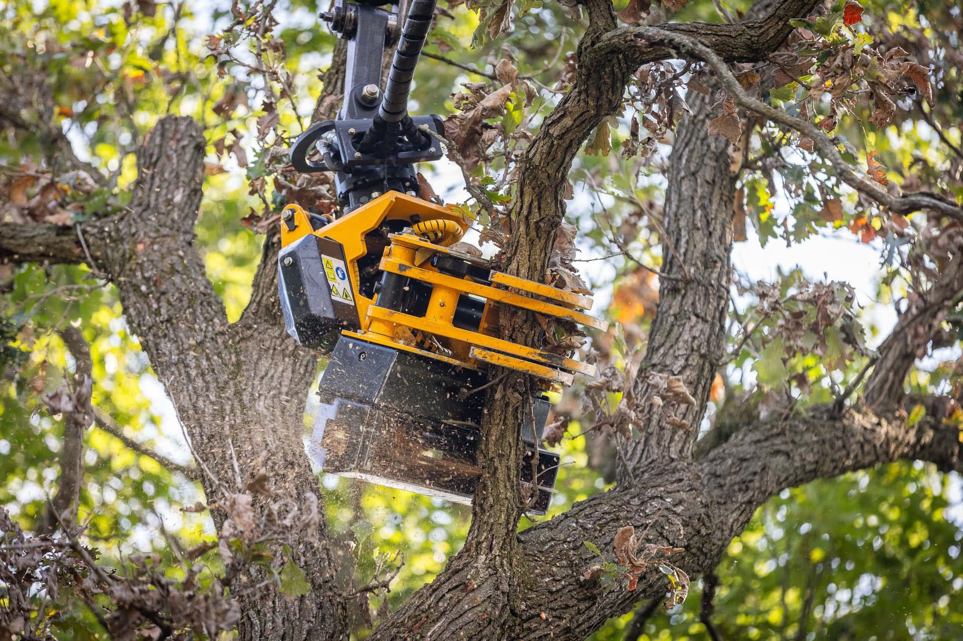 Arborist performing professional tree trimming