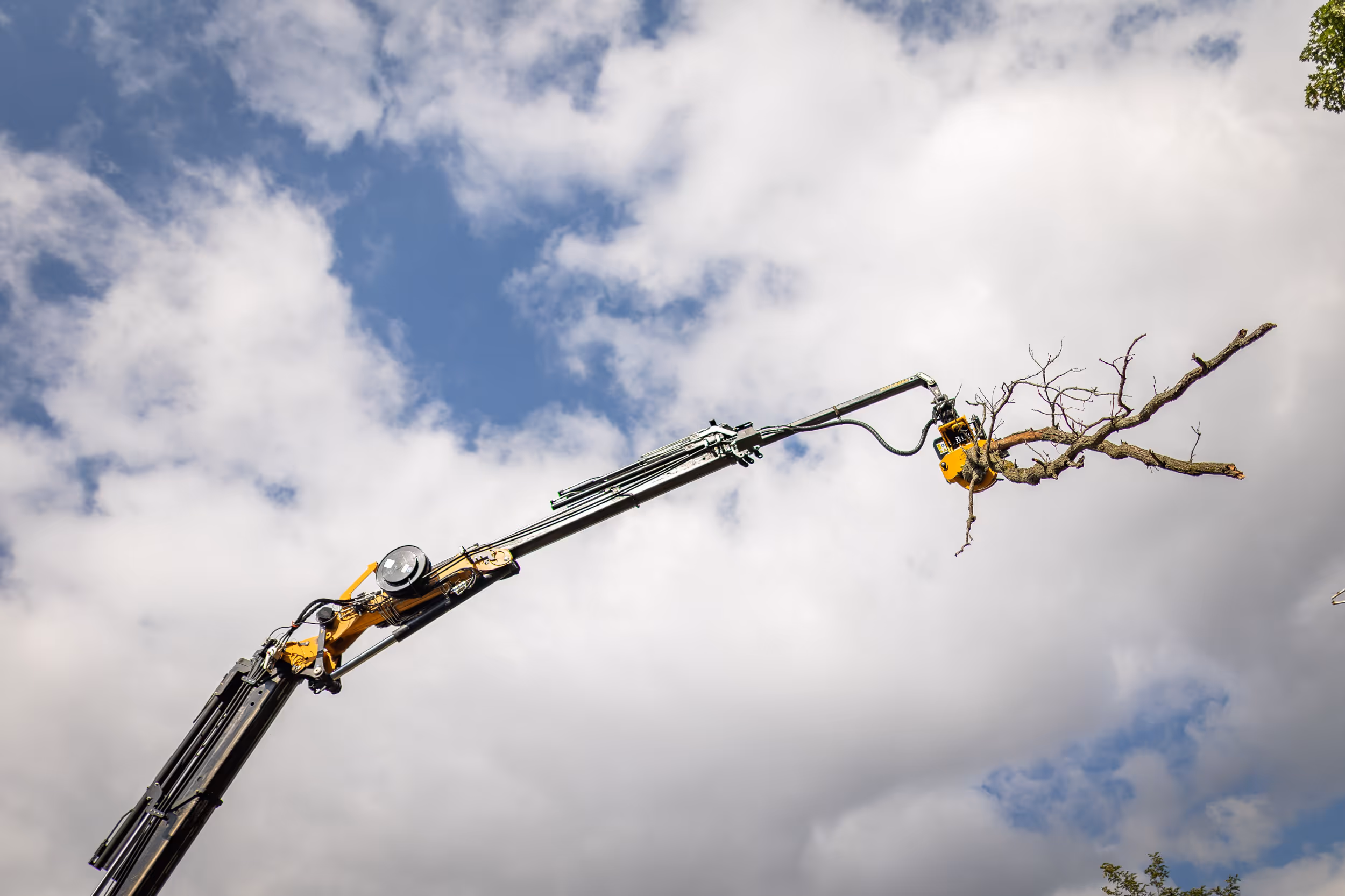 Tree Removal in Edgerton WI