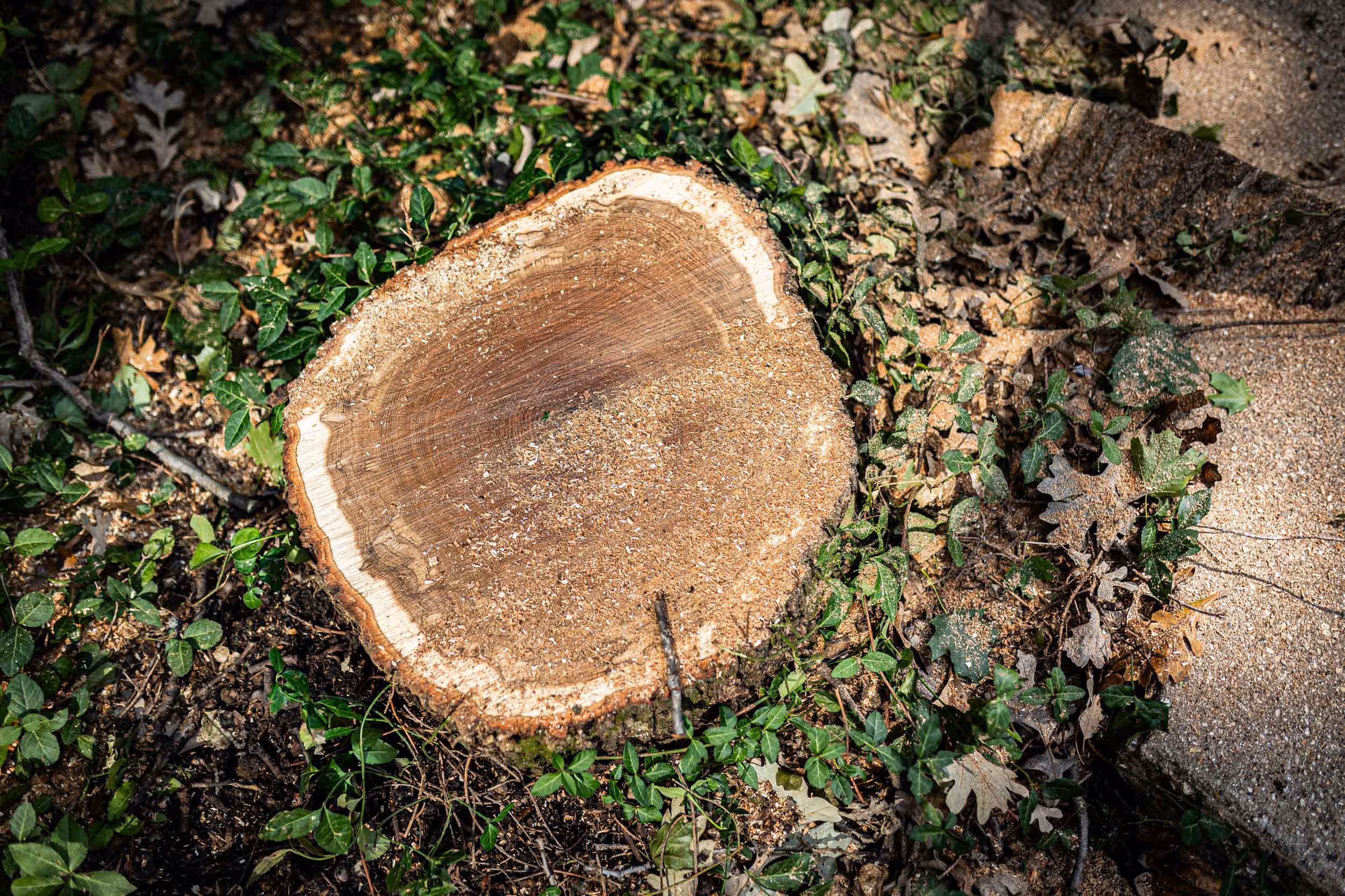 Restoring Your Trees’ Health: Tips And Tricks