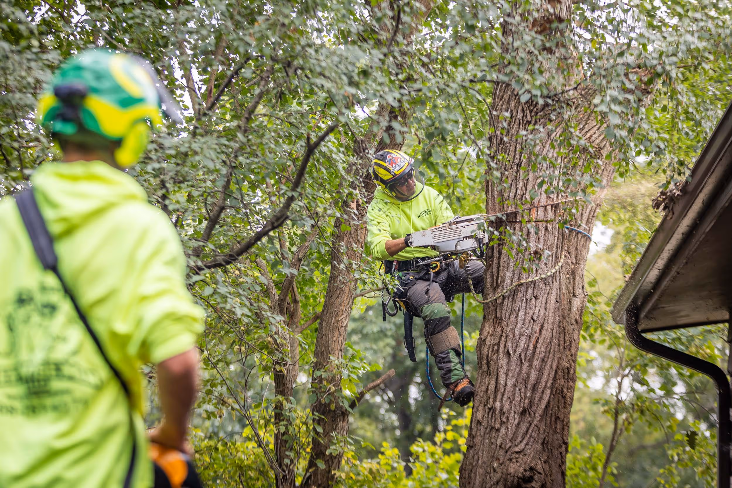 Professional Tree Removal Services Completed on Hawthorne Ave, Janesville, WI