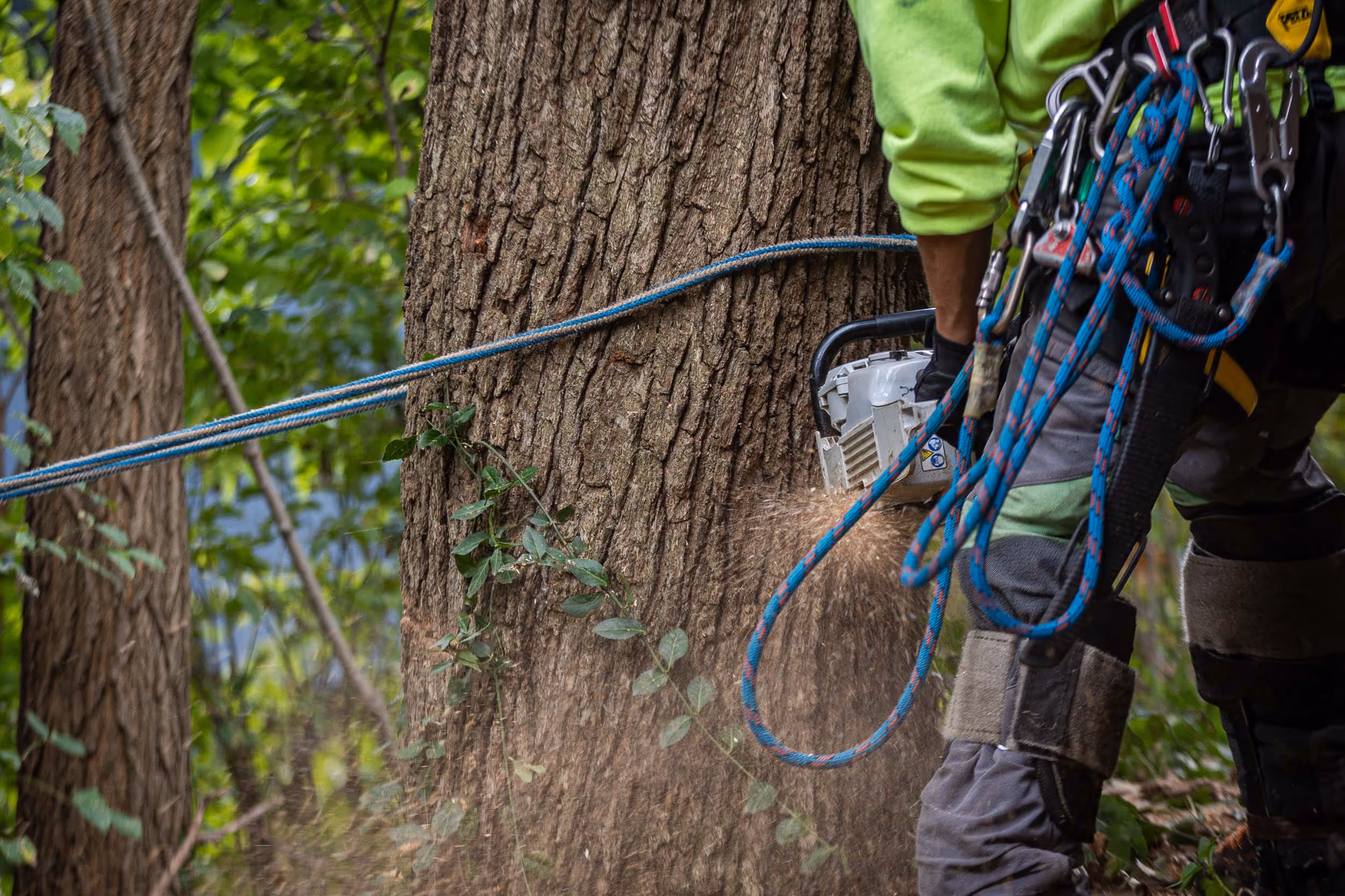 How to Collaborate with Neighbors on Shared Tree Problems