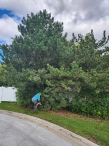 Commercial Trees Trimming