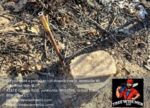 Do you need a permit to cut down a tree in Janesville WI