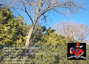When not to cut trees in Janesville Wisconsin