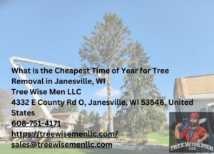 What is the Cheapest Time of Year for Tree Removal in Janesville, WI - Tree Wise Men LLC