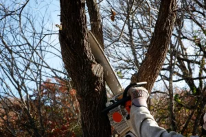 Tree removal service in Alice Ave Beloit WI 53511