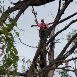 tree removal service e grand ave, beloit, wi 53511 - Tree Wise Men LLC