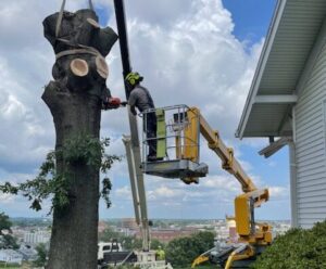 Tree Removal Service Completed in Evansville, WI