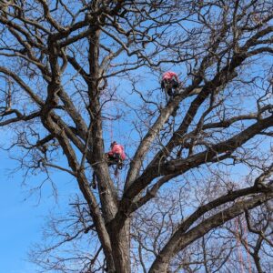 tree removal service in County Rd A Janesville, WI 53548
