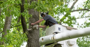 Tree Removal Service Project Completed in Briar Crest Dr Janesville WI